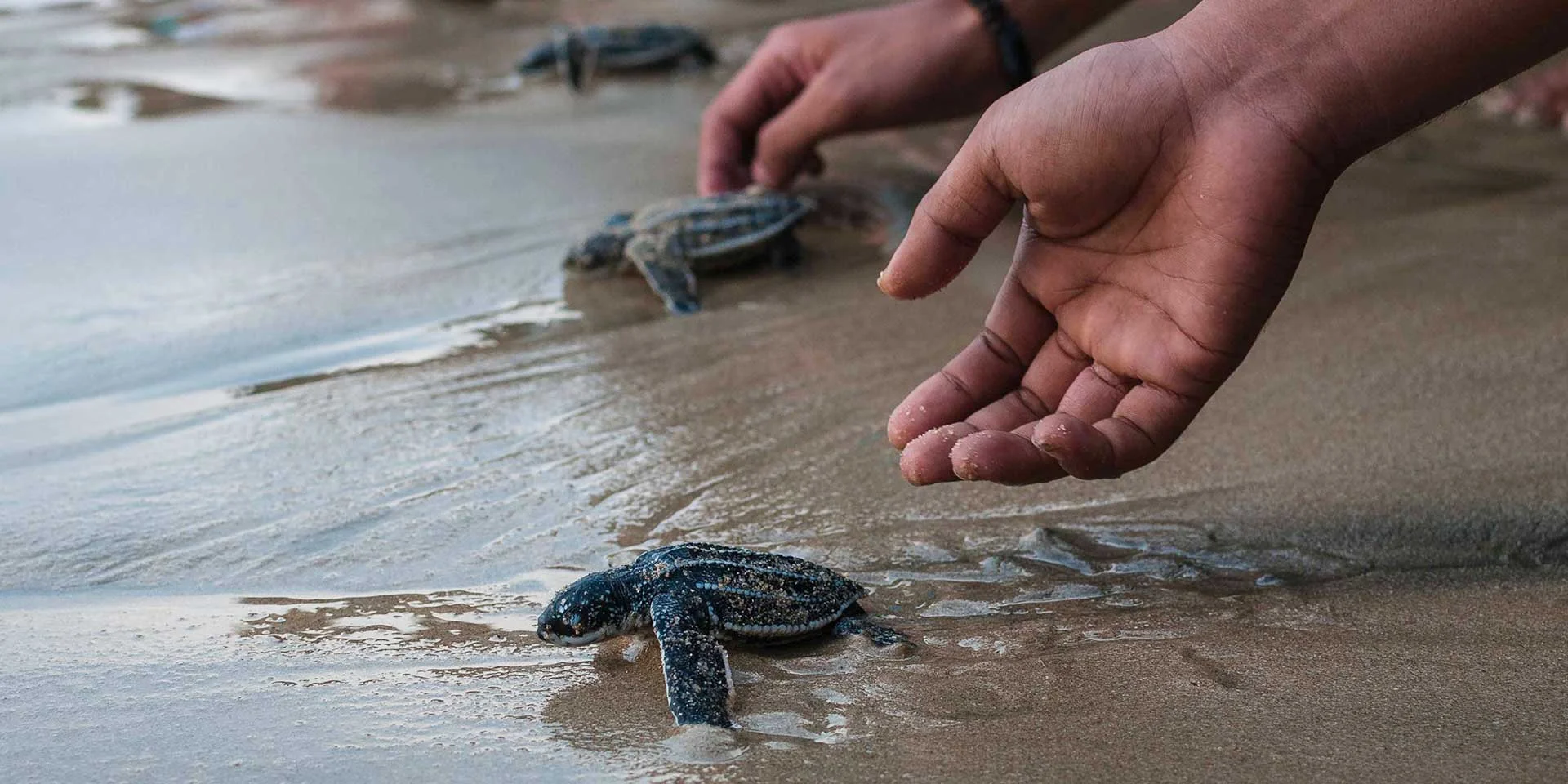 hatchlings