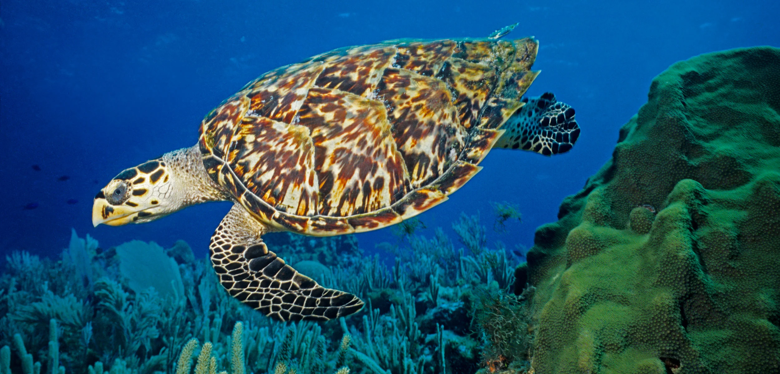 hawksbill