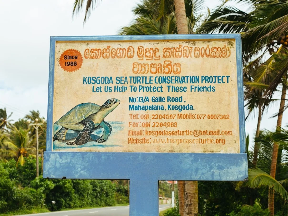 Kosgoda Sl Turtle Hatcheries