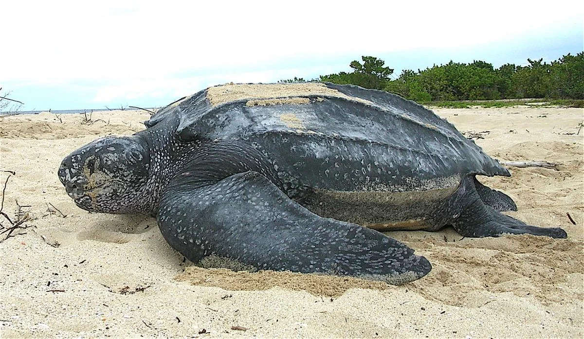 leatherback