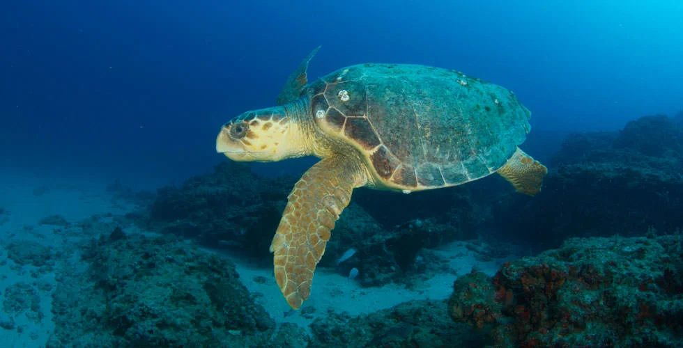 loggerhead